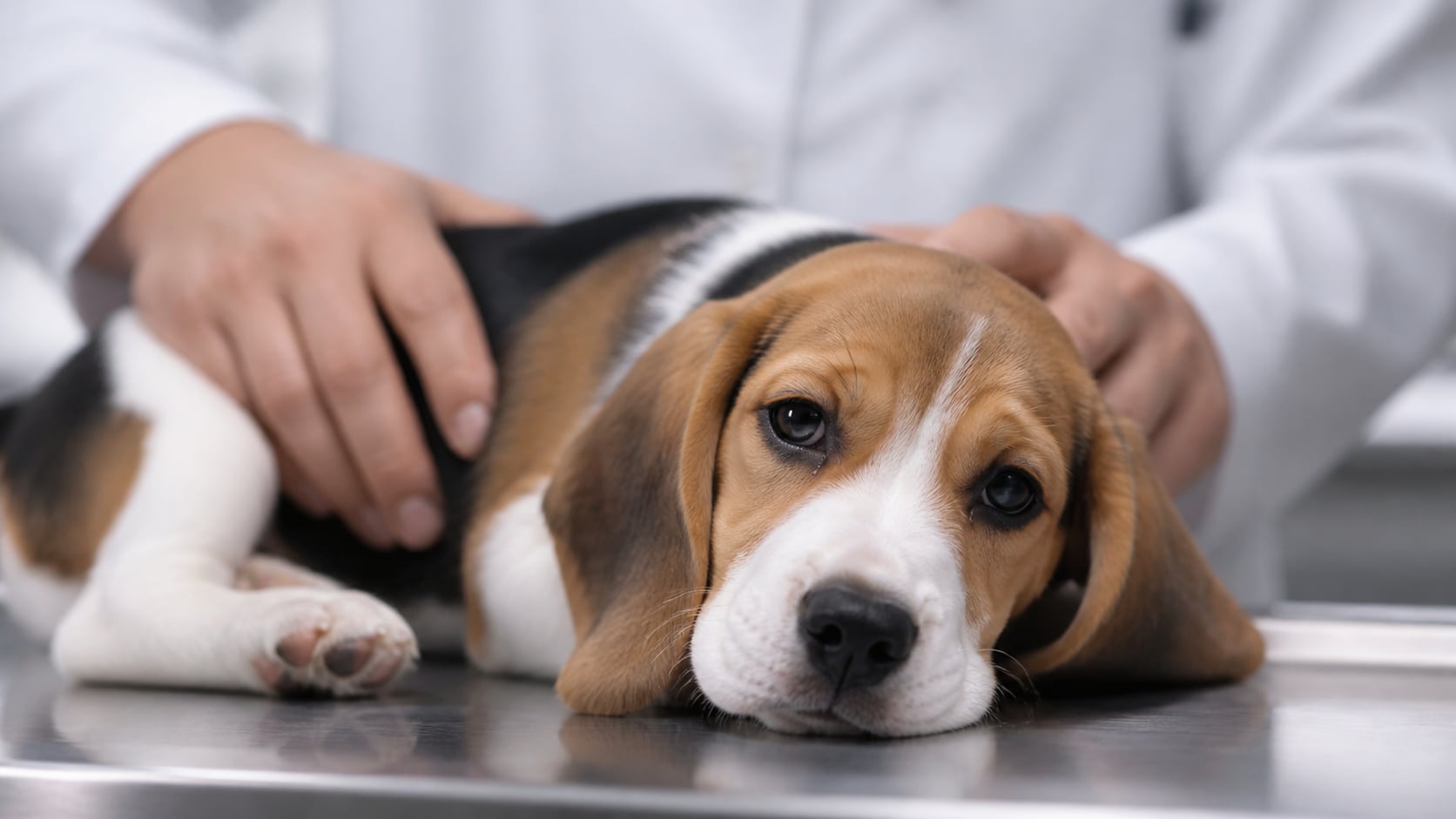 Giardien beim Hund: Symptome, Behandlung und Kosten